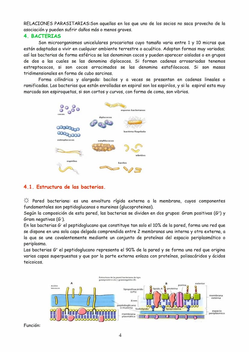 TEMA 3: MICROBIOLOGÍA Y BIOTECNOLOGÍA
EVOLUCIÓN HISTÓRICA DE LA MICROBIOLOGÍA
2. MICROORGANISMO, CONCEPTO Y HETEROGENEIDAD.
MICROORGANISMOS 