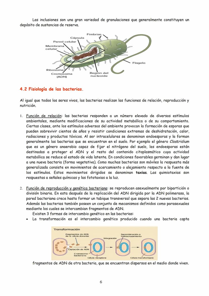 TEMA 3: MICROBIOLOGÍA Y BIOTECNOLOGÍA
EVOLUCIÓN HISTÓRICA DE LA MICROBIOLOGÍA
2. MICROORGANISMO, CONCEPTO Y HETEROGENEIDAD.
MICROORGANISMOS 