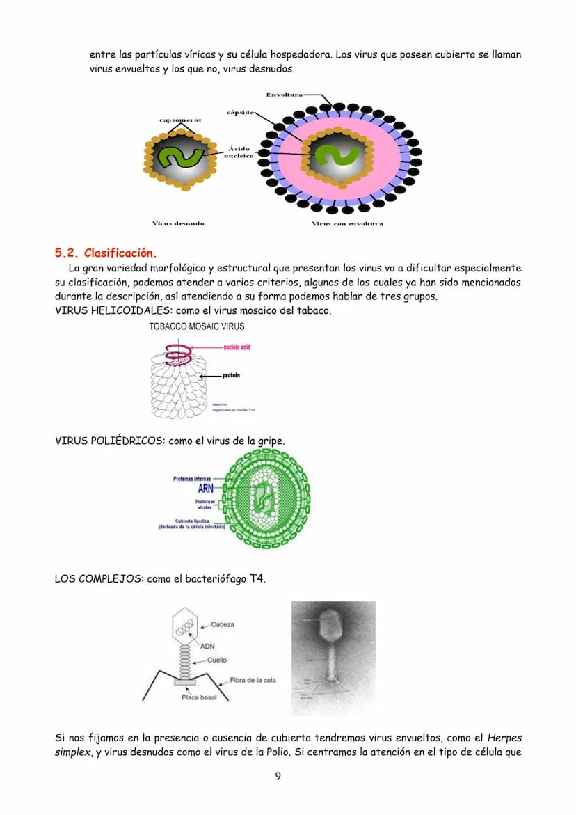 TEMA 3: MICROBIOLOGÍA Y BIOTECNOLOGÍA
EVOLUCIÓN HISTÓRICA DE LA MICROBIOLOGÍA
2. MICROORGANISMO, CONCEPTO Y HETEROGENEIDAD.
MICROORGANISMOS 