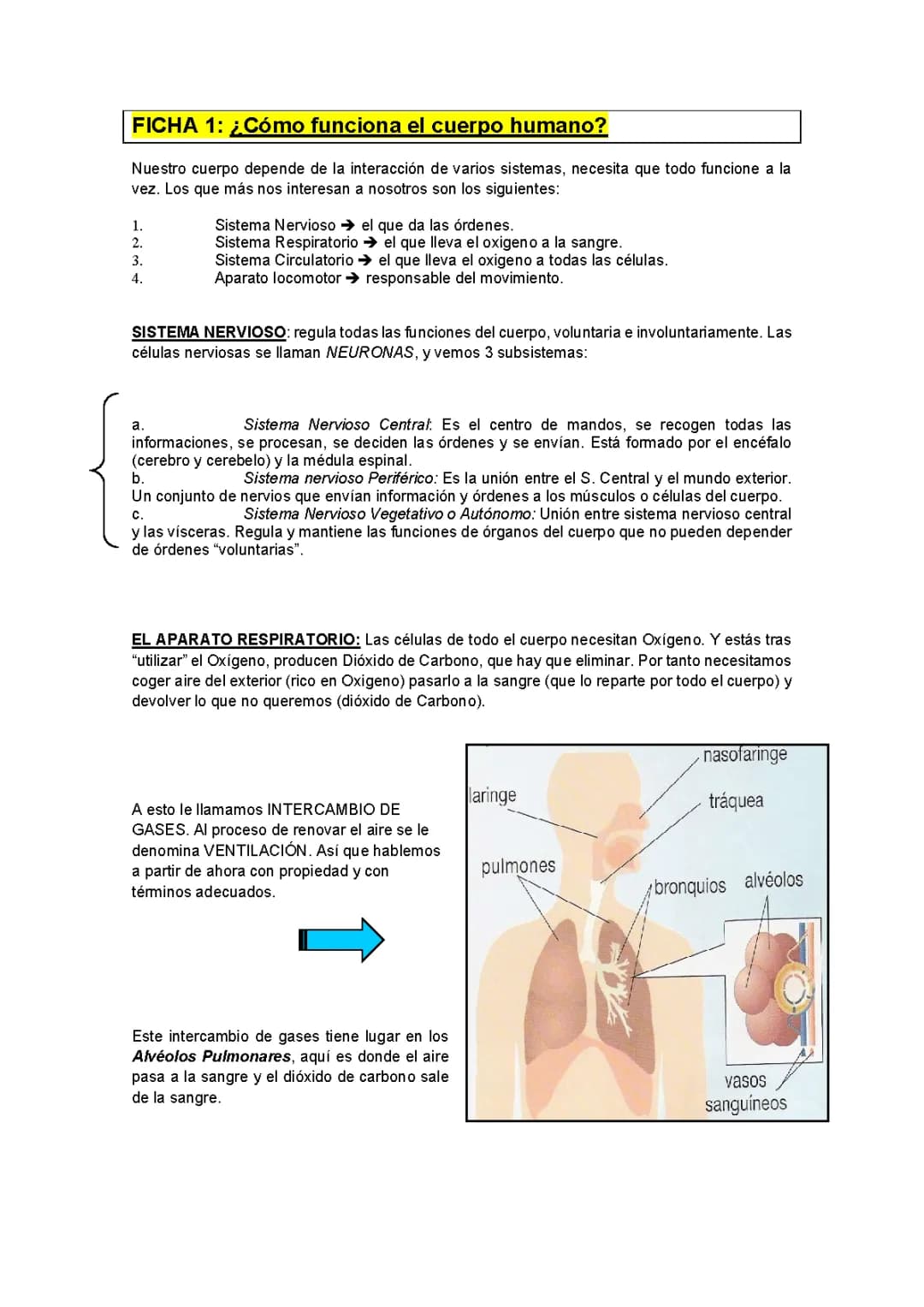 Apuntes sobre deporte y el cuerpo humano