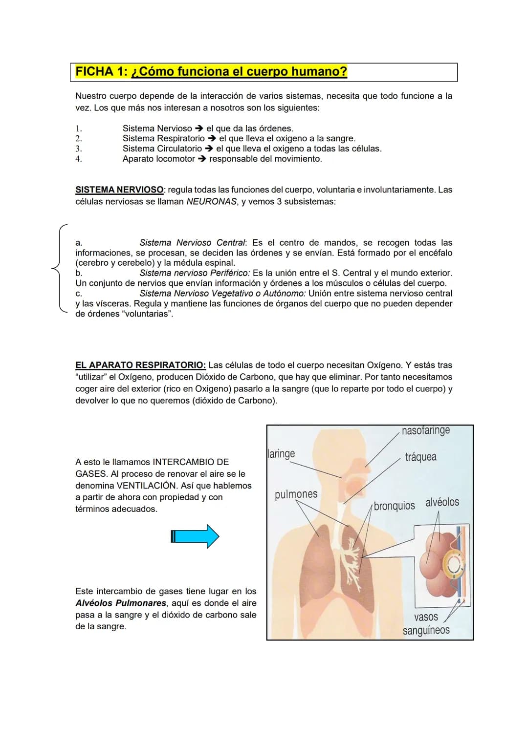 FICHA 1: ¿Cómo funciona el cuerpo humano?
Nuestro cuerpo depende de la interacción de varios sistemas, necesita que todo funcione a la
vez. 