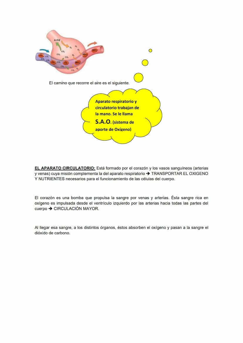 FICHA 1: ¿Cómo funciona el cuerpo humano?
Nuestro cuerpo depende de la interacción de varios sistemas, necesita que todo funcione a la
vez. 