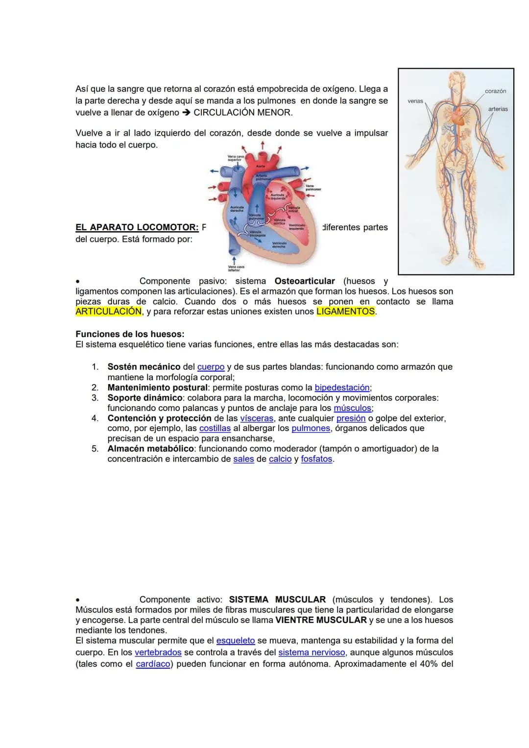 FICHA 1: ¿Cómo funciona el cuerpo humano?
Nuestro cuerpo depende de la interacción de varios sistemas, necesita que todo funcione a la
vez. 