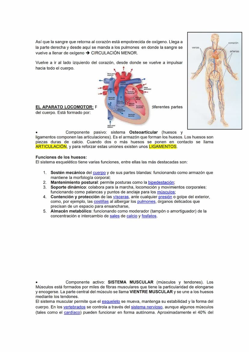 FICHA 1: ¿Cómo funciona el cuerpo humano?
Nuestro cuerpo depende de la interacción de varios sistemas, necesita que todo funcione a la
vez. 