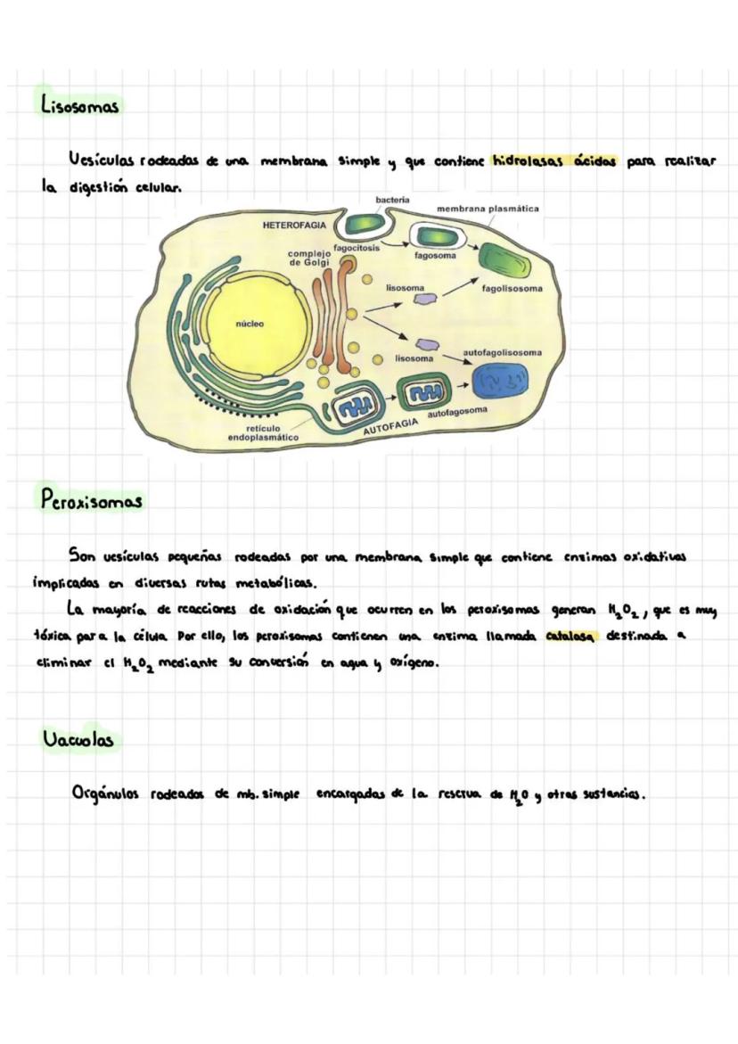 Tema 5: Célula Procariota Y Eucariota
1. Teoría celular
La citología es la rama de la biología que estudia la estructura y la función
de la 