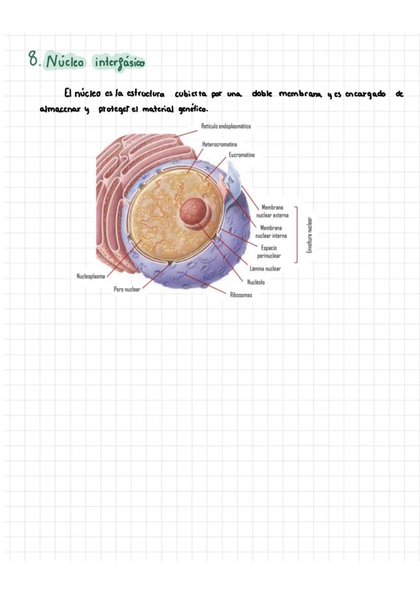 Tema 5: Célula Procariota Y Eucariota
1. Teoría celular
La citología es la rama de la biología que estudia la estructura y la función
de la 