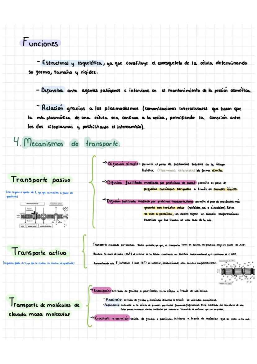 Tema 5: Célula Procariota Y Eucariota
1. Teoría celular
La citología es la rama de la biología que estudia la estructura y la función
de la 