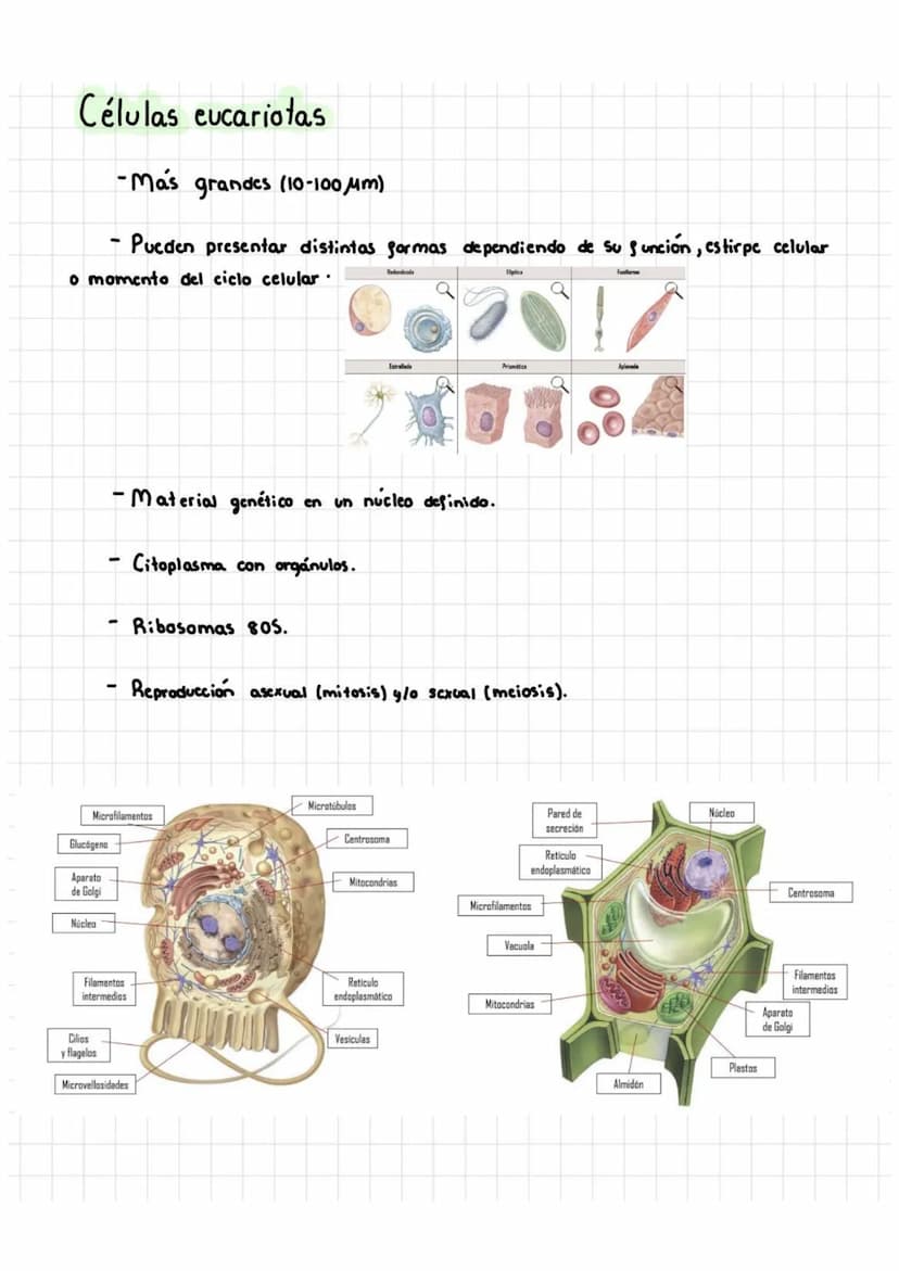 Tema 5: Célula Procariota Y Eucariota
1. Teoría celular
La citología es la rama de la biología que estudia la estructura y la función
de la 