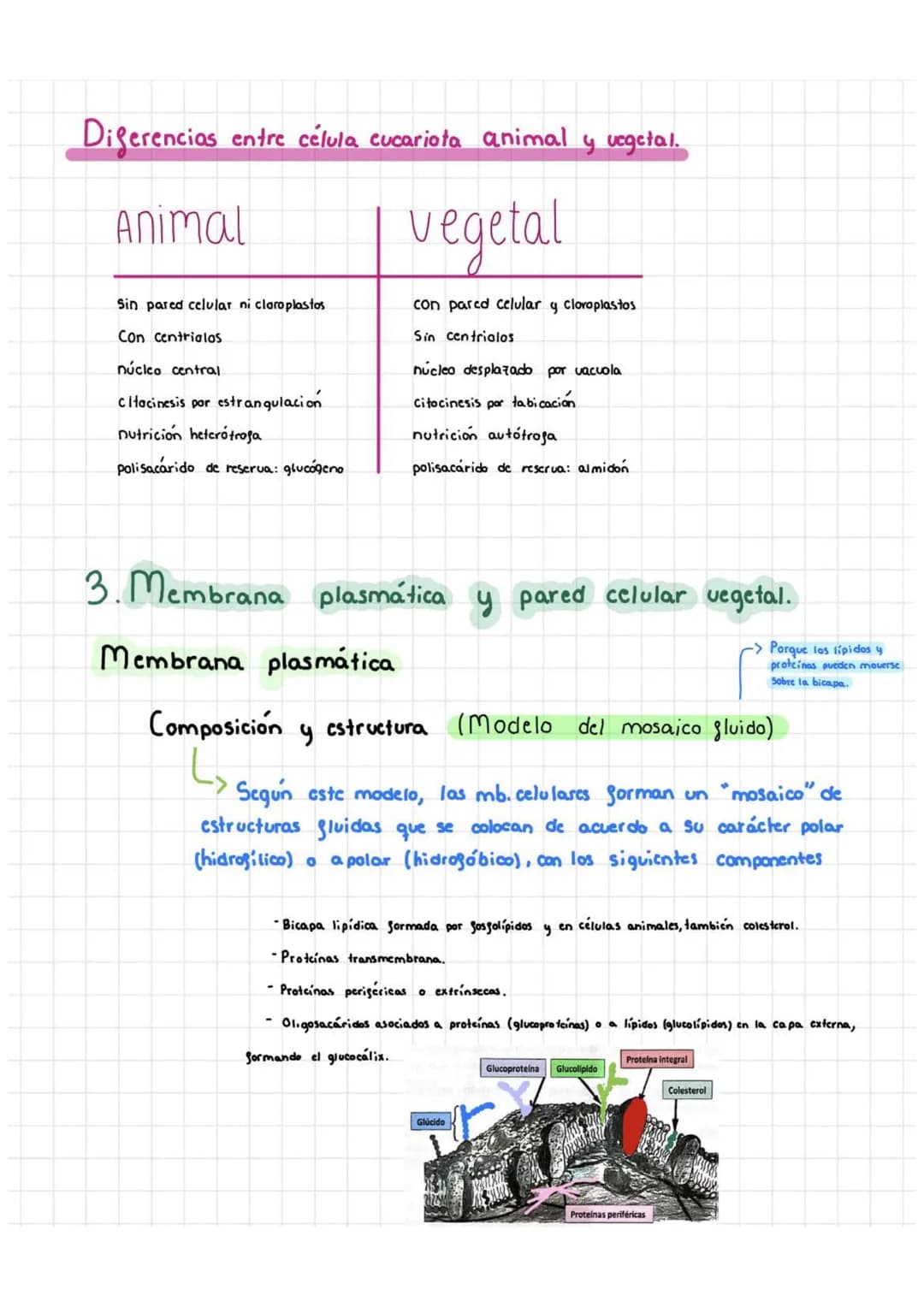 Tema 5: Célula Procariota Y Eucariota
1. Teoría celular
La citología es la rama de la biología que estudia la estructura y la función
de la 