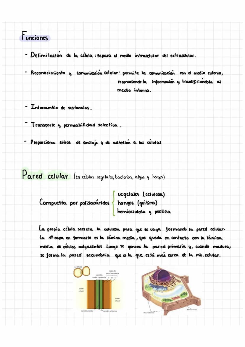 Tema 5: Célula Procariota Y Eucariota
1. Teoría celular
La citología es la rama de la biología que estudia la estructura y la función
de la 