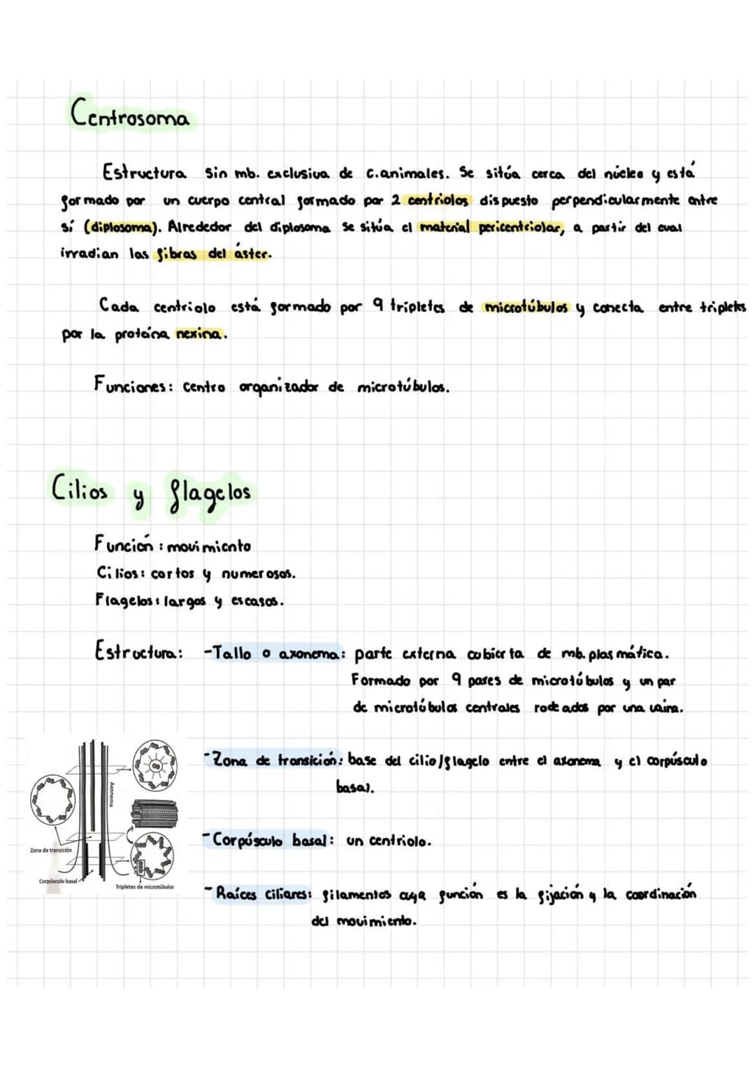 Tema 5: Célula Procariota Y Eucariota
1. Teoría celular
La citología es la rama de la biología que estudia la estructura y la función
de la 