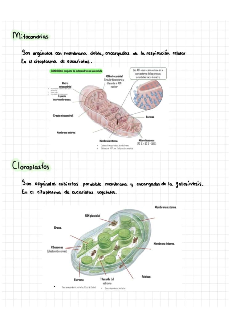 estructura celular procariota y eucariota