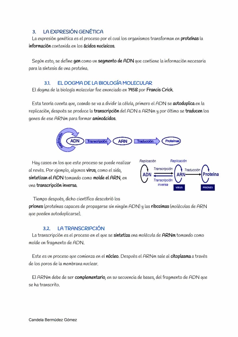 1.
LOS ÁCIDOS NUCLEICOS
Los ácidos nucleicos son moléculas complejas portadoras de la información genética. Éstos
fueron descubiertos por Fr