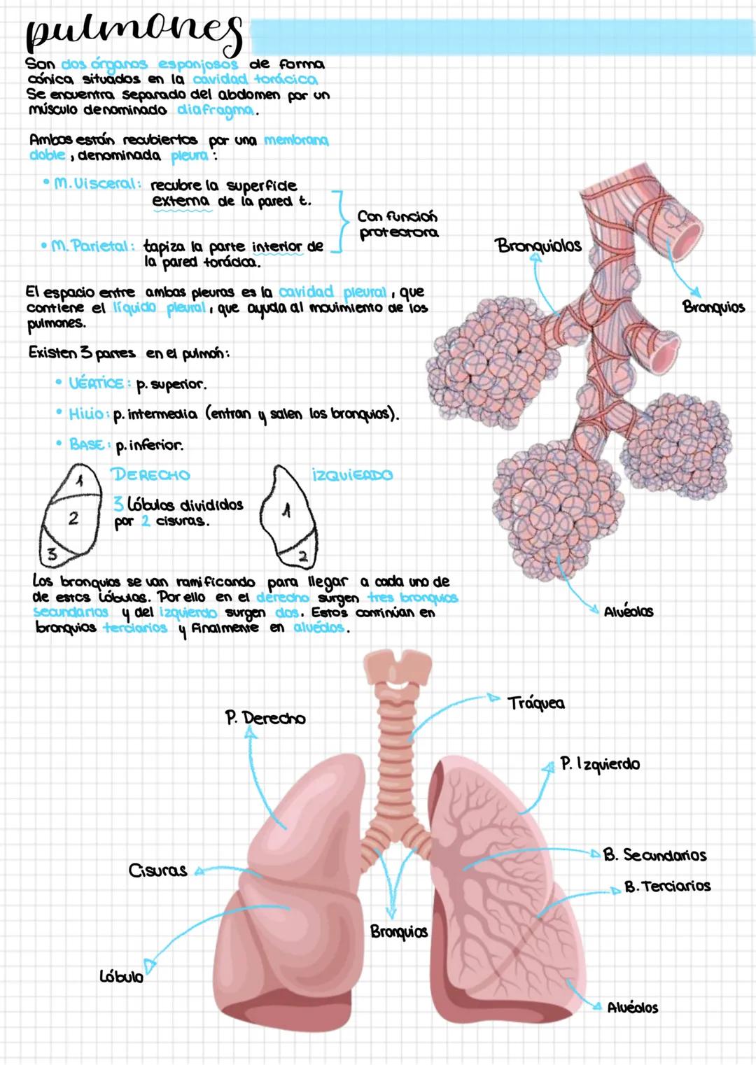 Sistemoratorio
Está formado por dos tipos de componentes: vías respiratorios y los pulmanes. Mantiene una estrecha
relación con el aparato c