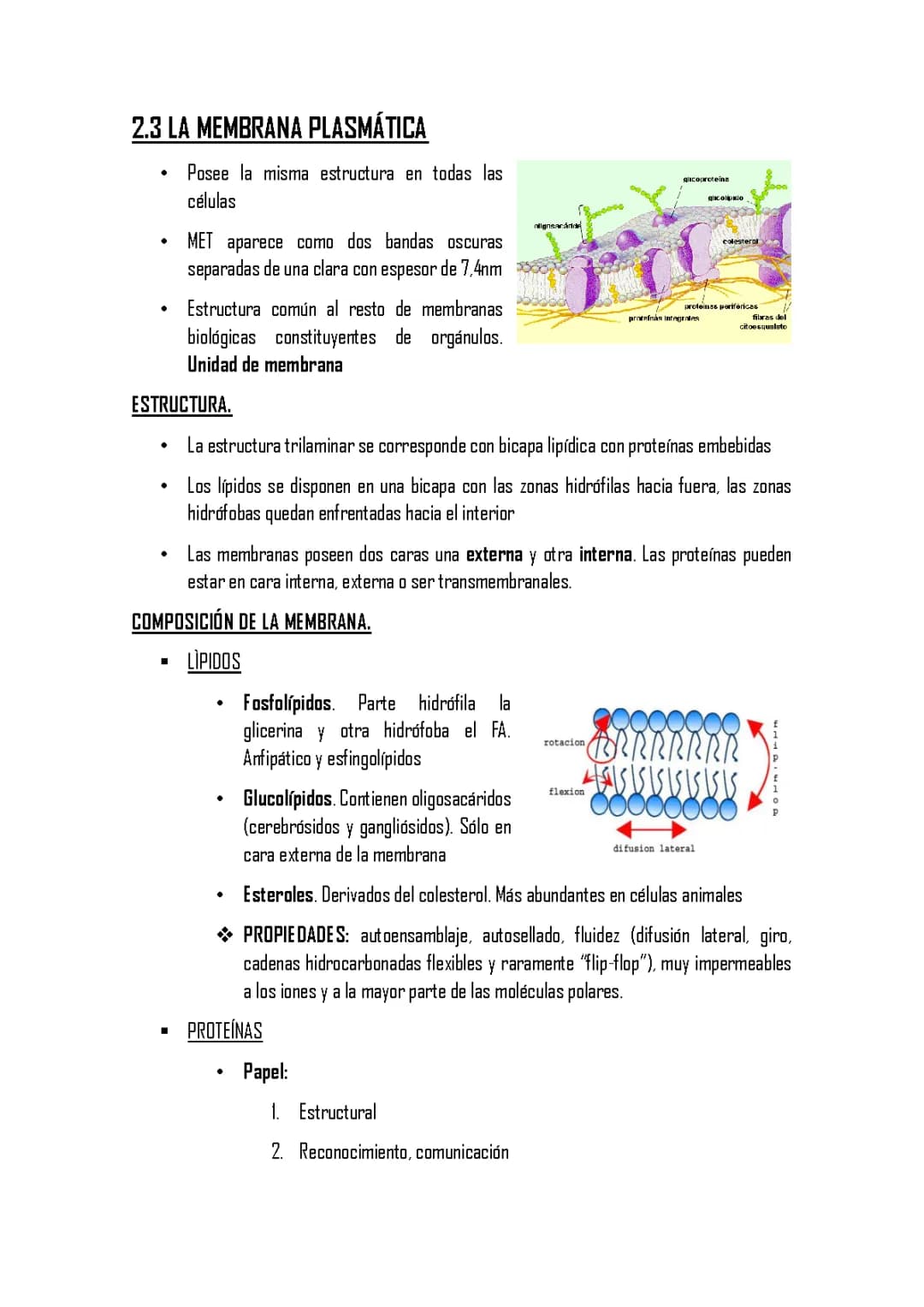 Todo sobre la Estructura de la Membrana Plasmática Celular