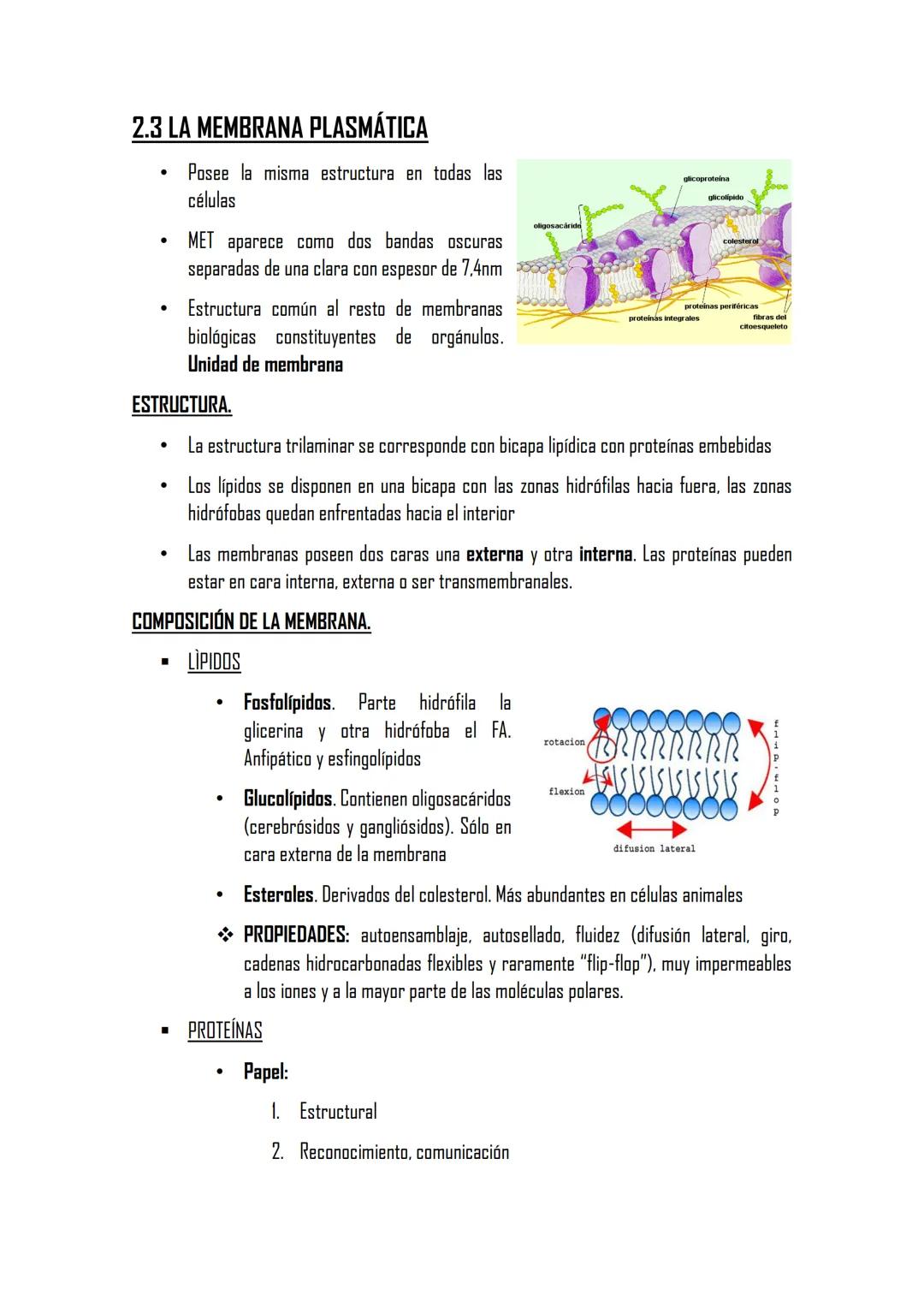 2.3 LA MEMBRANA PLASMÁTICA
Posee la misma estructura en todas las
células
MET aparece como dos bandas oscuras
separadas de una clara con esp