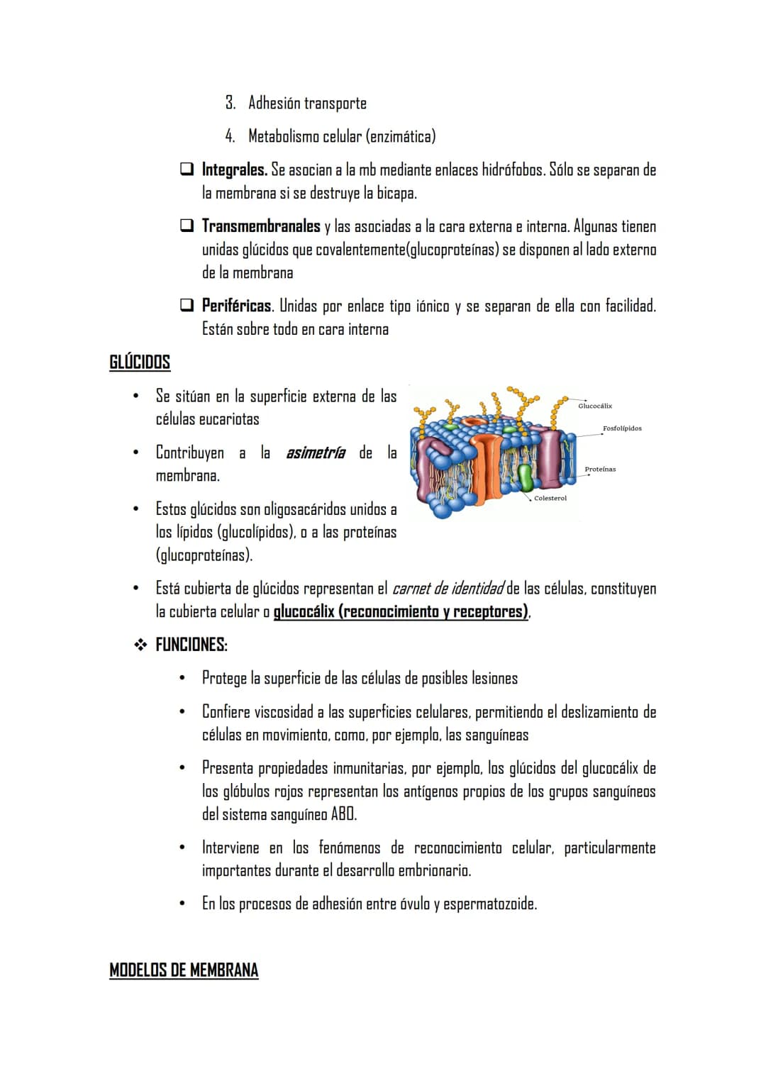 2.3 LA MEMBRANA PLASMÁTICA
Posee la misma estructura en todas las
células
MET aparece como dos bandas oscuras
separadas de una clara con esp