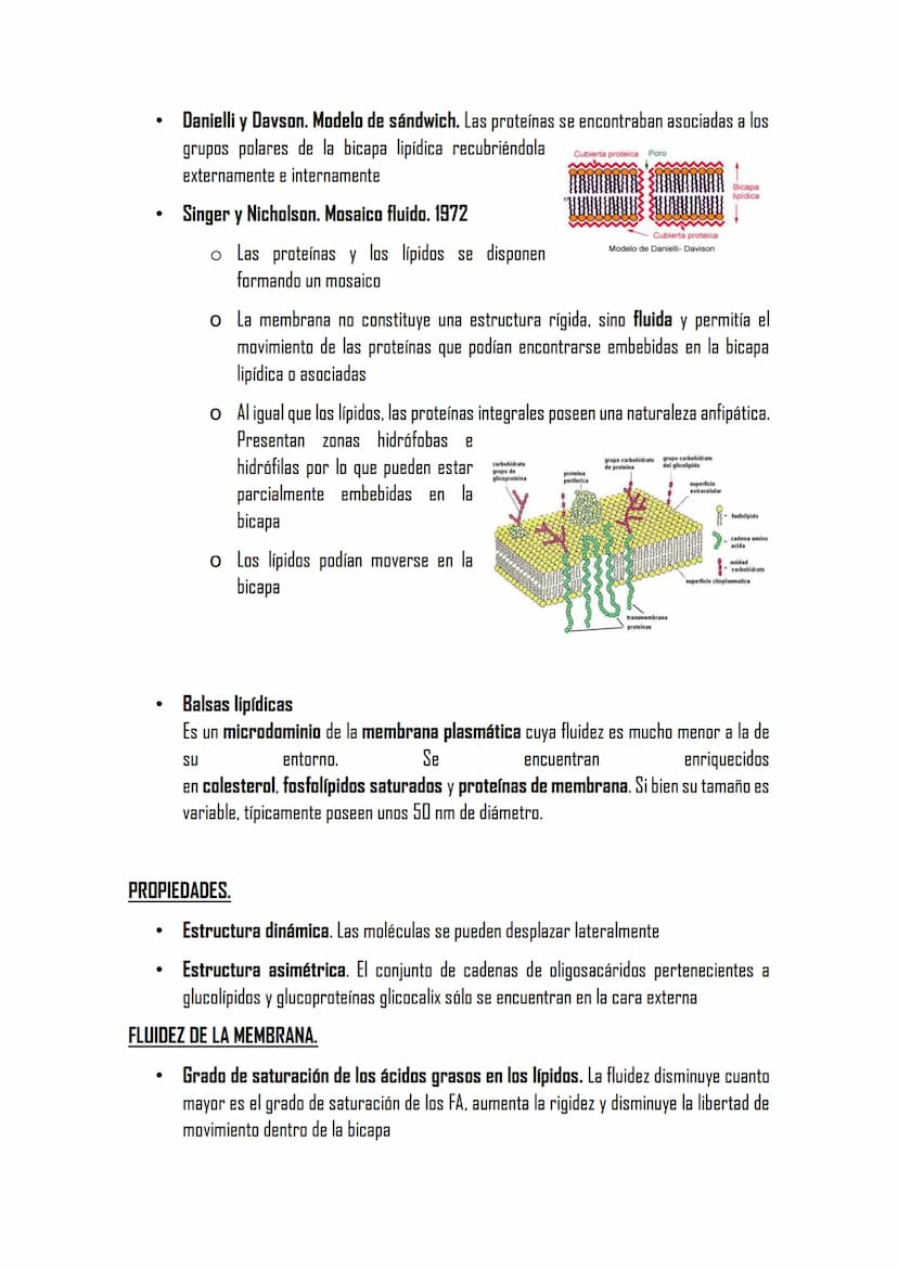 2.3 LA MEMBRANA PLASMÁTICA
Posee la misma estructura en todas las
células
MET aparece como dos bandas oscuras
separadas de una clara con esp