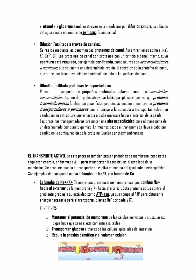 2.3 LA MEMBRANA PLASMÁTICA
Posee la misma estructura en todas las
células
MET aparece como dos bandas oscuras
separadas de una clara con esp