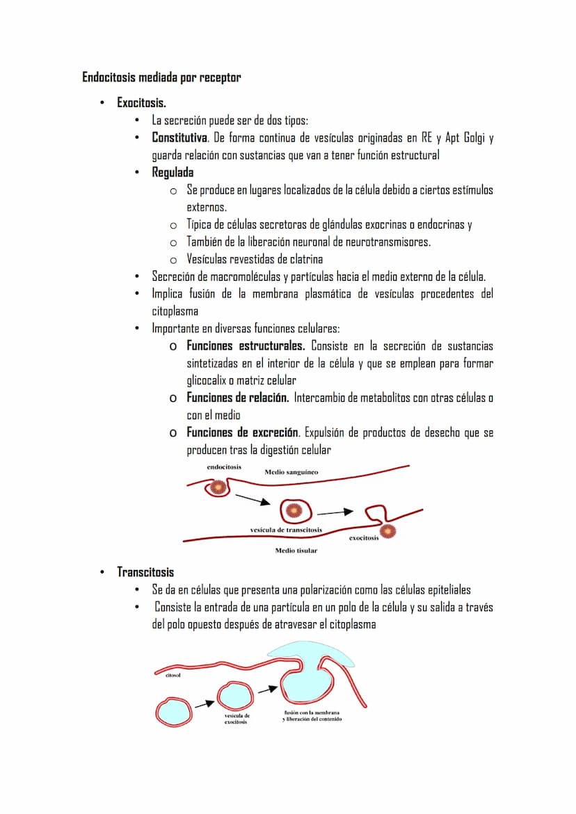 2.3 LA MEMBRANA PLASMÁTICA
Posee la misma estructura en todas las
células
MET aparece como dos bandas oscuras
separadas de una clara con esp