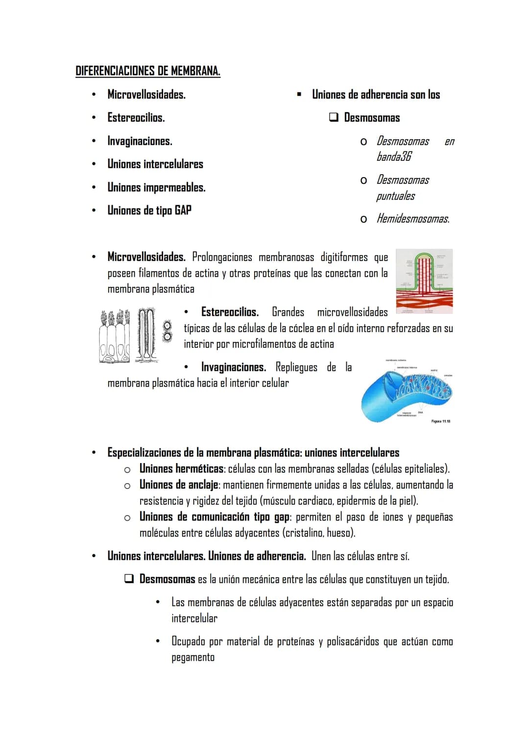 2.3 LA MEMBRANA PLASMÁTICA
Posee la misma estructura en todas las
células
MET aparece como dos bandas oscuras
separadas de una clara con esp