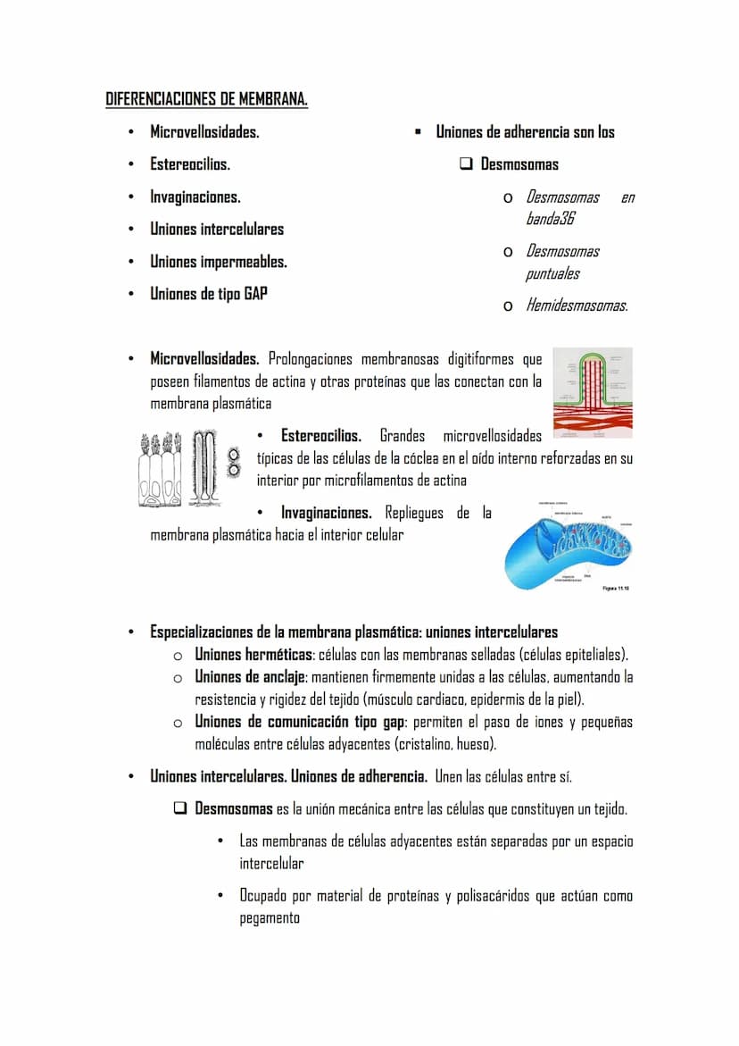 2.3 LA MEMBRANA PLASMÁTICA
Posee la misma estructura en todas las
células
MET aparece como dos bandas oscuras
separadas de una clara con esp