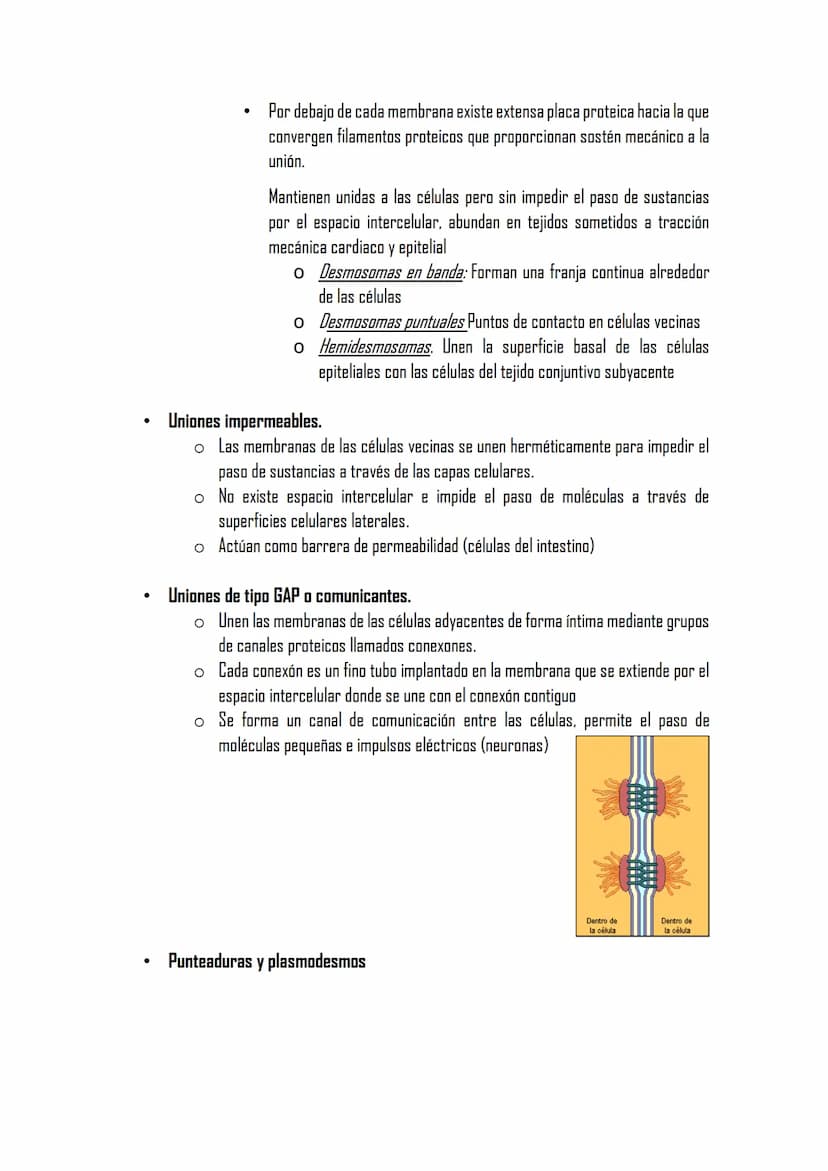 2.3 LA MEMBRANA PLASMÁTICA
Posee la misma estructura en todas las
células
MET aparece como dos bandas oscuras
separadas de una clara con esp