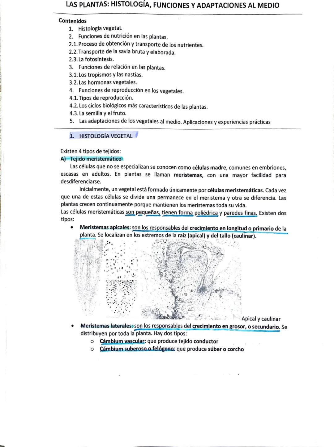 Biologia - histologia vegetal