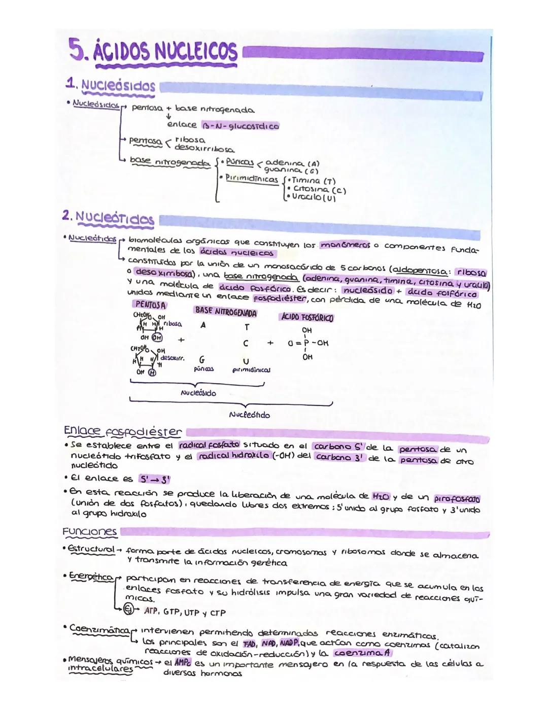 5. ACIDOS NUCLEICOS
1. Nucleósidos
• Nucleósidos pentosa + base nitrogenada
↓
enlace B-N-glucosidico
pentasa
<
base nitrogenada So Púnicas a