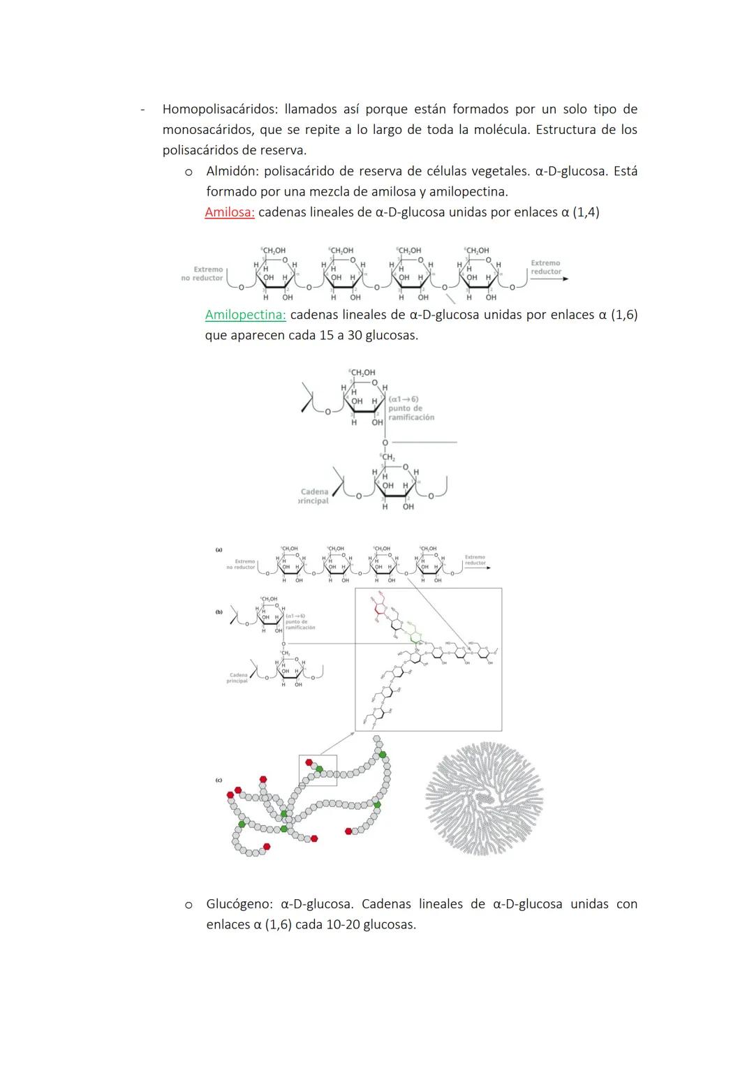 # TEMA 1: GLÚCIDOS. ESTRUCTURA.
MONOSACÁRIDOS, OLIGOSACÁARIDOS Y
POLISACÁRIDOS

GRUPOS FUNCIONALES COMUNES EN BIOQUÍMICA
Las moléculas bioló