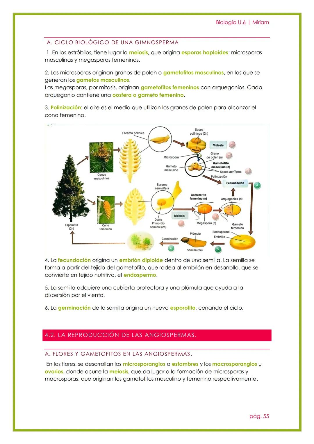 # Biología U.6 | Miriam

# LA REPRODUCCIÓN EN
# LAS PLANTAS

UNIDAD 5

pág. 51 --- OCR Start ---
Biología U.6 | Miriam
1. REPRODUCCIÓN ASEXU