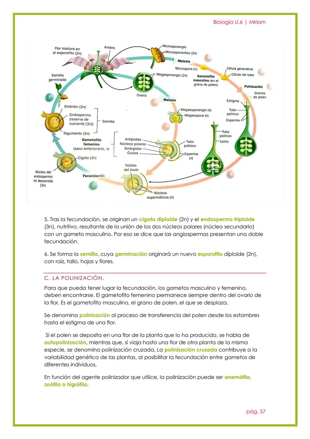 # Biología U.6 | Miriam

# LA REPRODUCCIÓN EN
# LAS PLANTAS

UNIDAD 5

pág. 51 --- OCR Start ---
Biología U.6 | Miriam
1. REPRODUCCIÓN ASEXU