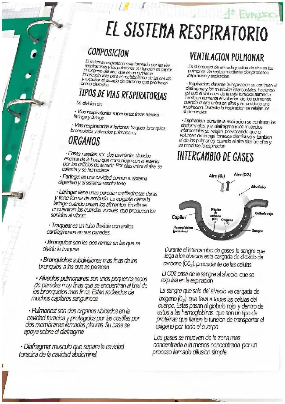 El sistema respiratorio: características y enfermedades comunes