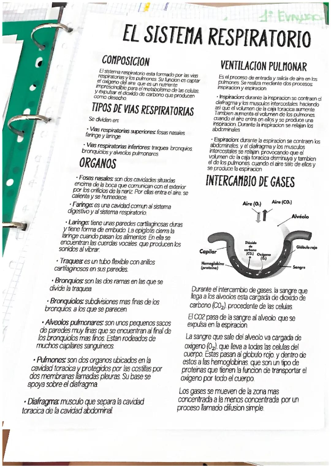 .
EL SISTEMA RESPIRATORIO
COMPOSICION
El sistema respiratorio esta formado por las vias
respiratorias y los pulmones. Su funcion es captar
e