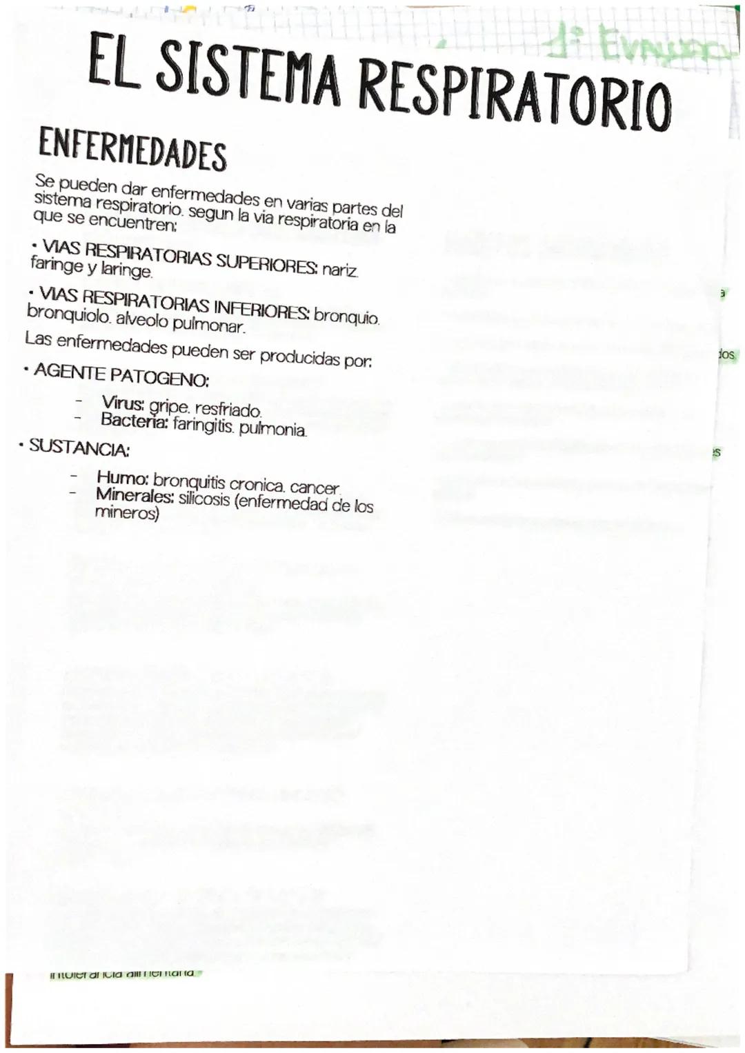 .
EL SISTEMA RESPIRATORIO
COMPOSICION
El sistema respiratorio esta formado por las vias
respiratorias y los pulmones. Su funcion es captar
e