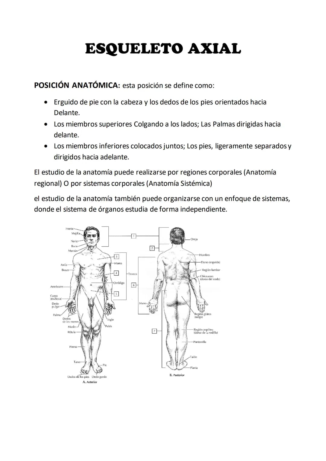 ESQUELETO AXIAL
POSICIÓN ANATÓMICA: esta posición se define como:
• Erguido de pie con la cabeza y los dedos de los pies orientados hacia
De