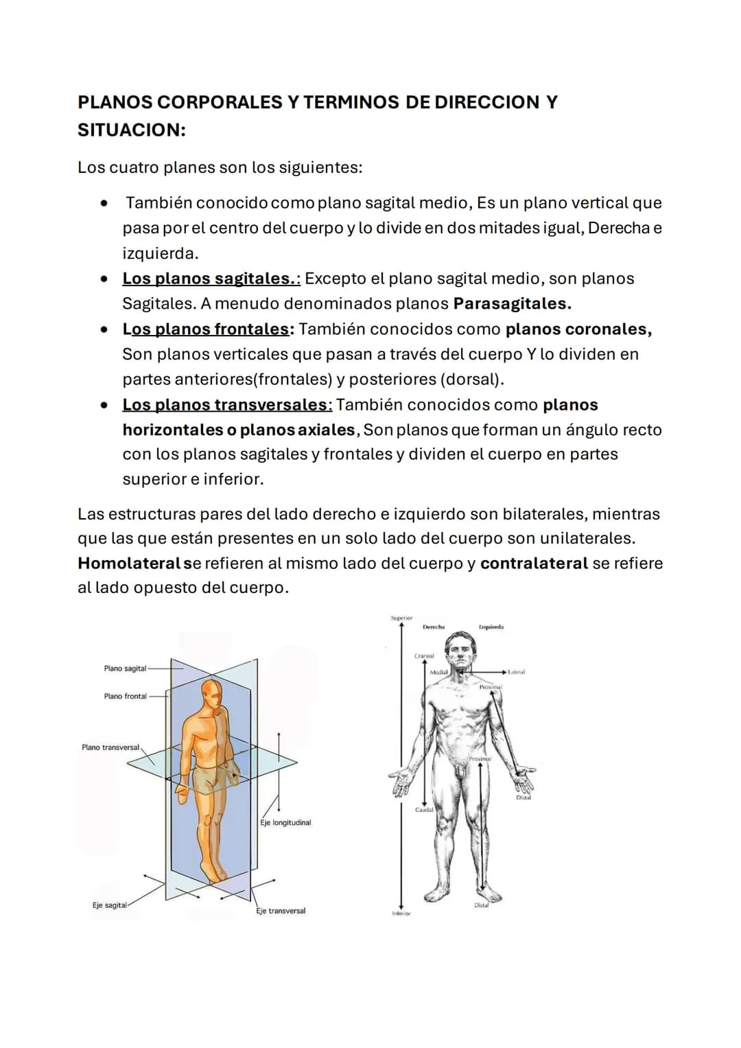 ESQUELETO AXIAL
POSICIÓN ANATÓMICA: esta posición se define como:
• Erguido de pie con la cabeza y los dedos de los pies orientados hacia
De