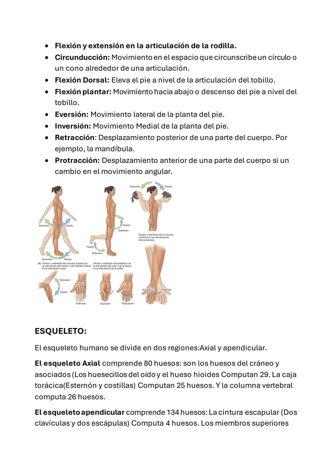 ESQUELETO AXIAL
POSICIÓN ANATÓMICA: esta posición se define como:
• Erguido de pie con la cabeza y los dedos de los pies orientados hacia
De