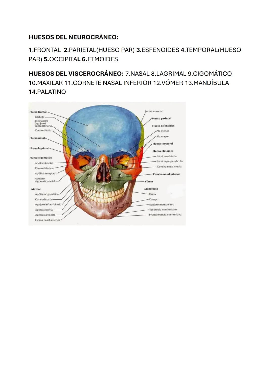 ESQUELETO AXIAL
POSICIÓN ANATÓMICA: esta posición se define como:
• Erguido de pie con la cabeza y los dedos de los pies orientados hacia
De