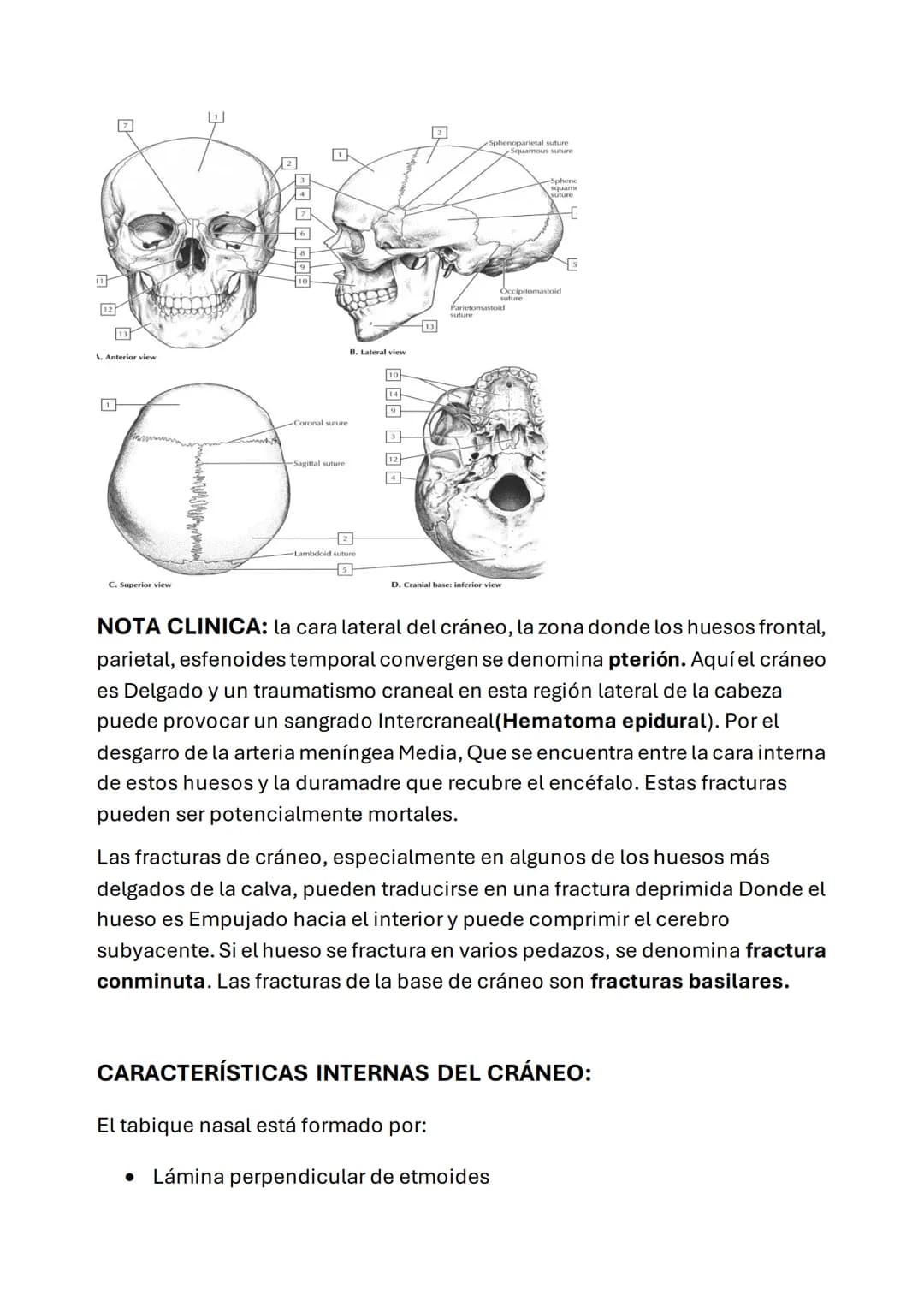 ESQUELETO AXIAL
POSICIÓN ANATÓMICA: esta posición se define como:
• Erguido de pie con la cabeza y los dedos de los pies orientados hacia
De