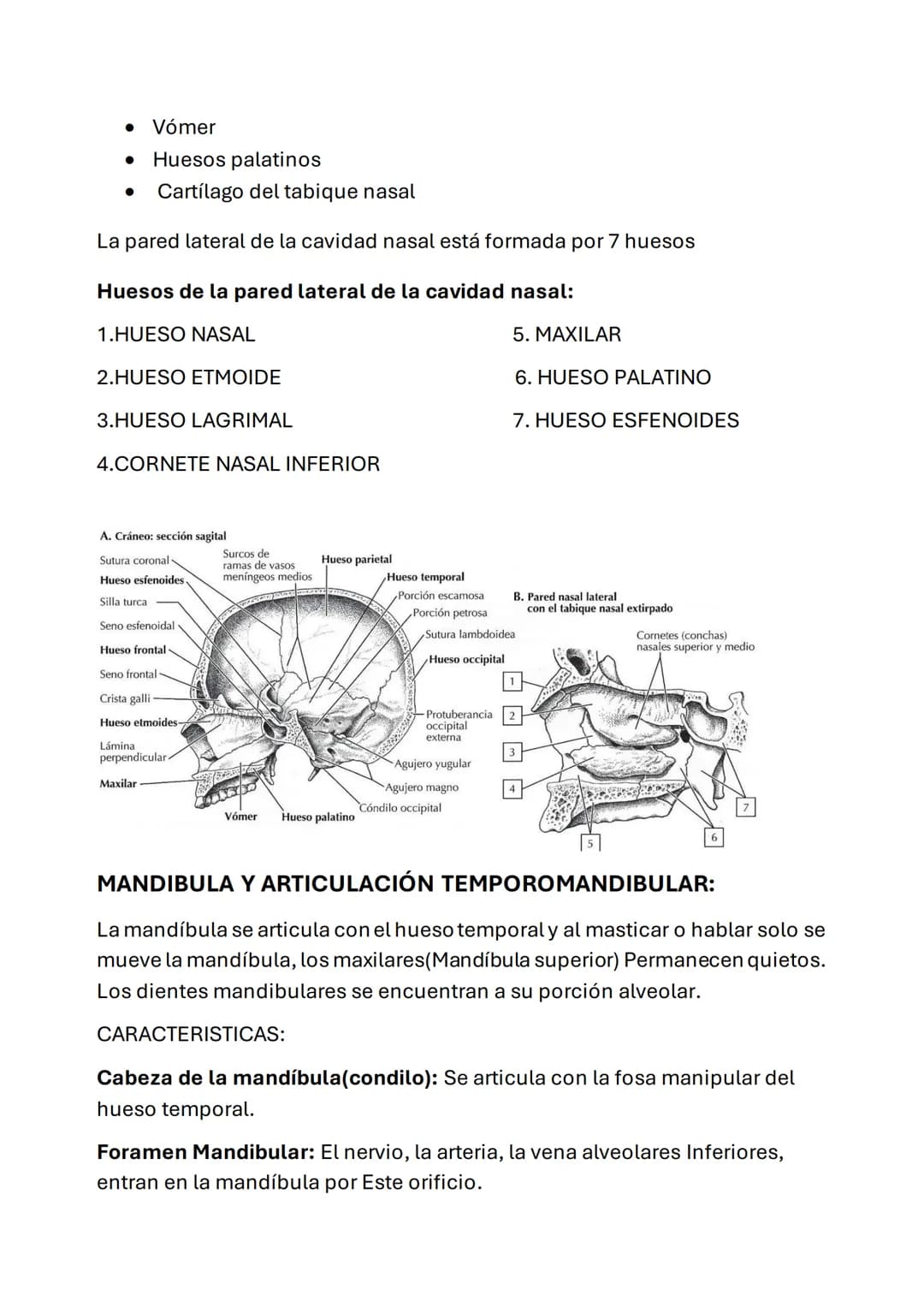ESQUELETO AXIAL
POSICIÓN ANATÓMICA: esta posición se define como:
• Erguido de pie con la cabeza y los dedos de los pies orientados hacia
De