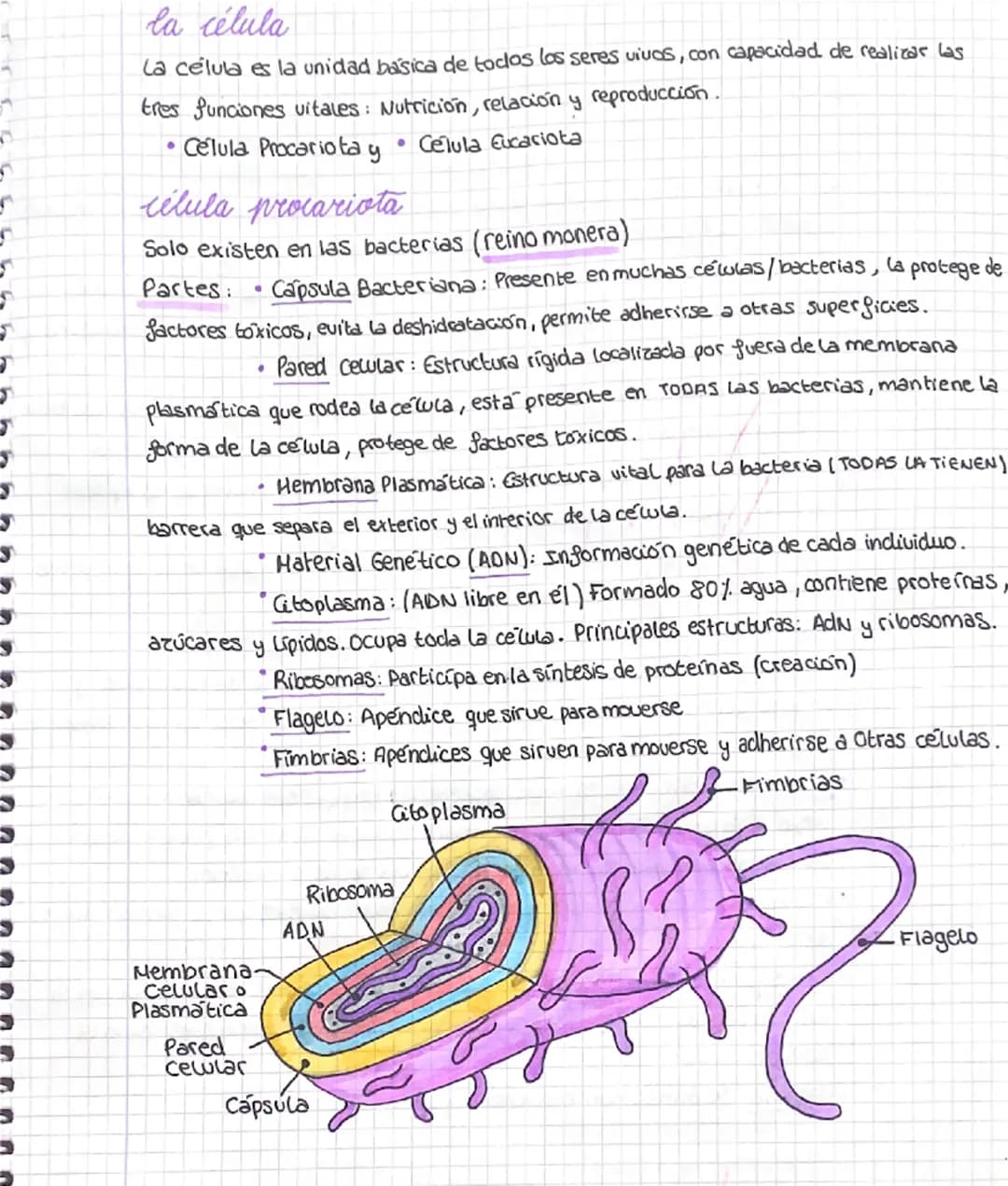 # la célula
La célula es la unidad basica de todos los seres vivos, con capacidad de realizar las
tres funciones vitales: Nutrición, relació