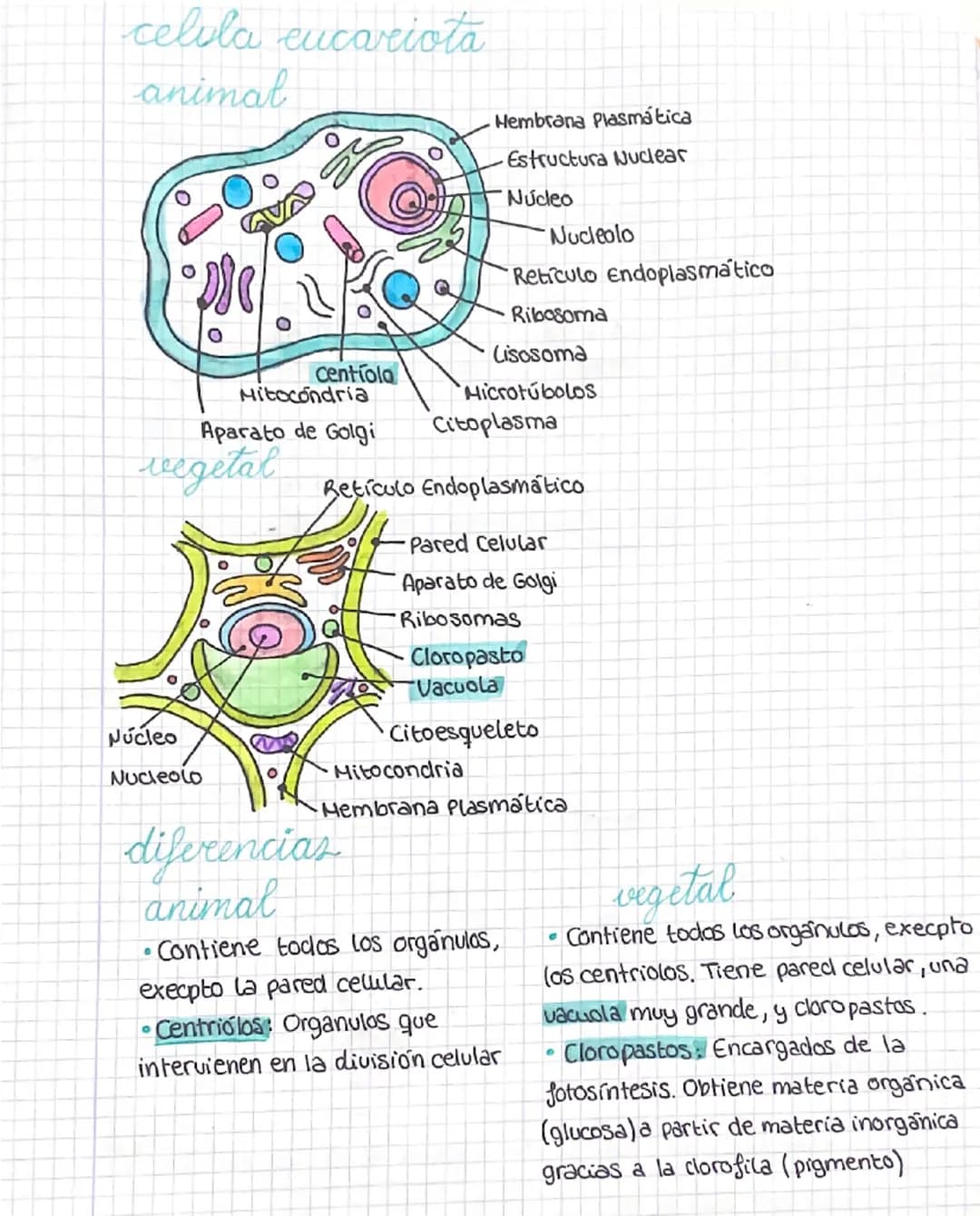 # la célula
La célula es la unidad basica de todos los seres vivos, con capacidad de realizar las
tres funciones vitales: Nutrición, relació