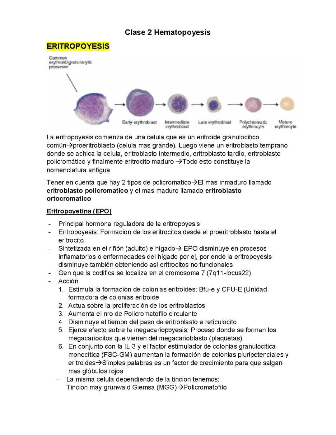 Hematopoyesis