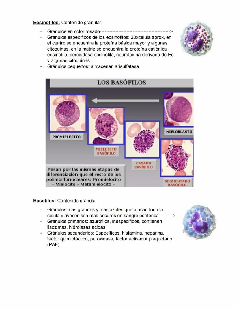 ERITROPOYESIS
Common
erythroid/granulocytic
precursor
Clase 2 Hematopoyesis
Early erythroblast Intermediate
erythroblast
Late erythroblast P