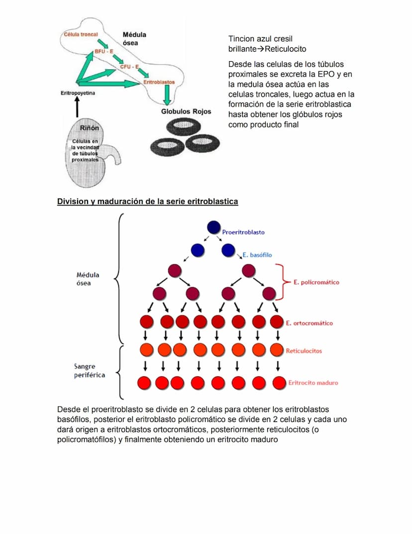 ERITROPOYESIS
Common
erythroid/granulocytic
precursor
Clase 2 Hematopoyesis
Early erythroblast Intermediate
erythroblast
Late erythroblast P