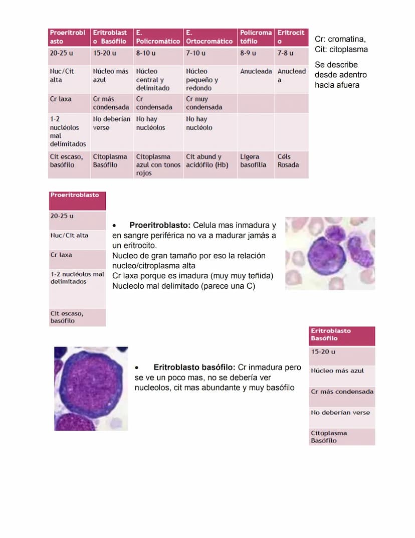 ERITROPOYESIS
Common
erythroid/granulocytic
precursor
Clase 2 Hematopoyesis
Early erythroblast Intermediate
erythroblast
Late erythroblast P