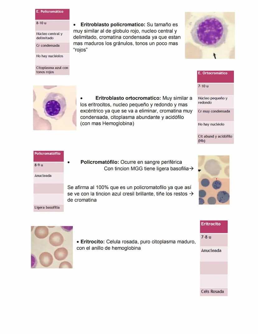 ERITROPOYESIS
Common
erythroid/granulocytic
precursor
Clase 2 Hematopoyesis
Early erythroblast Intermediate
erythroblast
Late erythroblast P