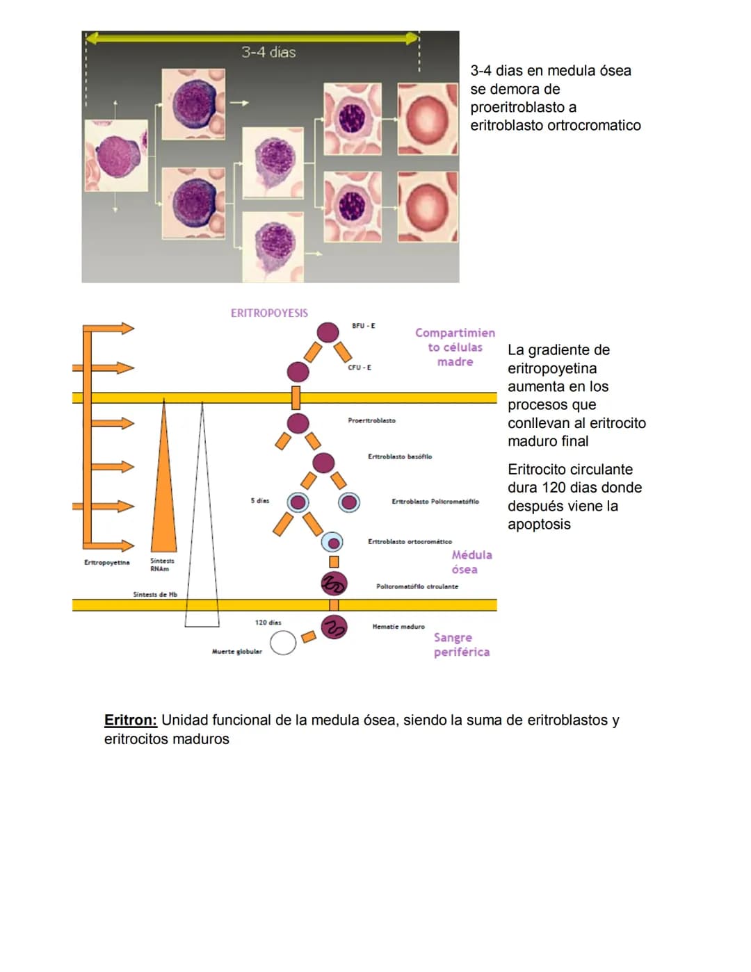 ERITROPOYESIS
Common
erythroid/granulocytic
precursor
Clase 2 Hematopoyesis
Early erythroblast Intermediate
erythroblast
Late erythroblast P