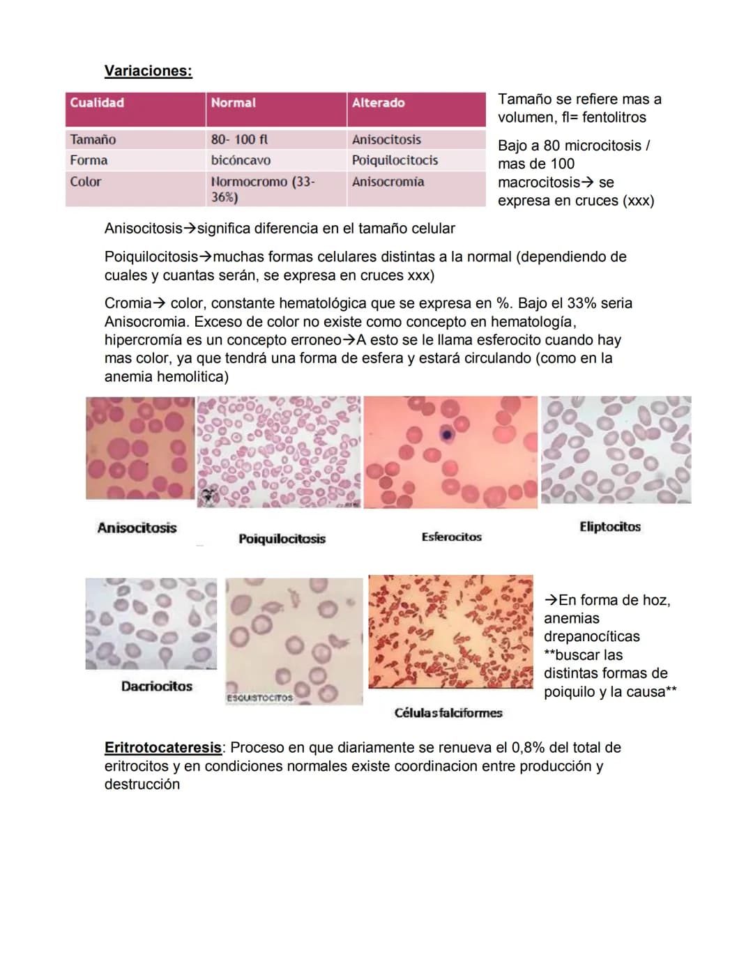 ERITROPOYESIS
Common
erythroid/granulocytic
precursor
Clase 2 Hematopoyesis
Early erythroblast Intermediate
erythroblast
Late erythroblast P